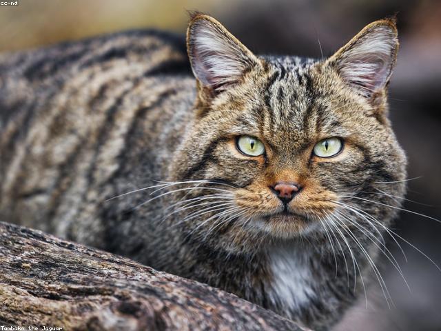 Torre rascador para gatos